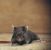 Rainier Rodent Exclusion by All-Shield Pest Control LLC